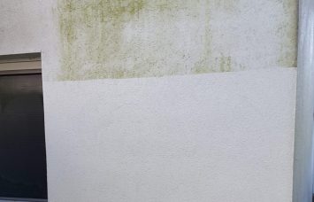 wdvs_gruenalge_03_768x100000 wdvs_gruenalge_03_768x100000